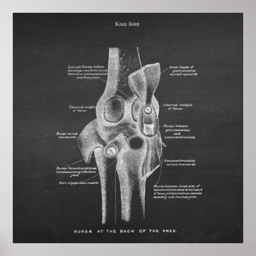 Anatomy Art no 5 Knee Joint Poster