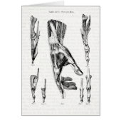 Anatomy Art The Muscles of the Hand and Wrist (Front)