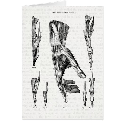 Anatomy Art The Muscles of the Hand and Wrist (Front)