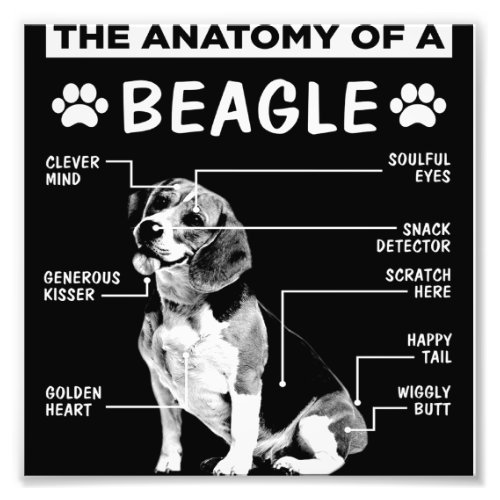 Anatomy Beagle Dog Gift  Dog Lovers Decor Photo Print