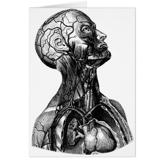 Anatomy Bust Cards (Front)