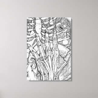 Anatomy Canvas Print