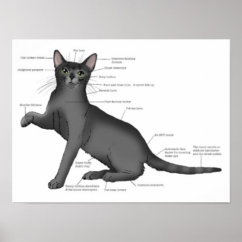 Anatomy Cat Funny Poster