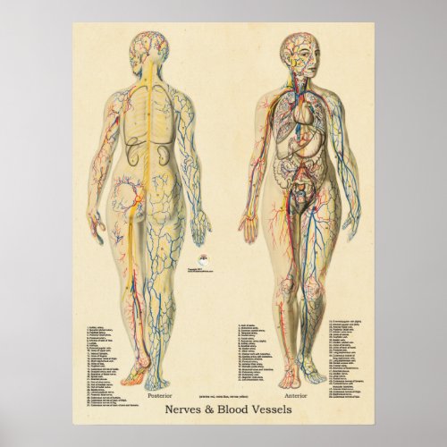 Anatomy Chart Arteries Veins Nerves Vintage