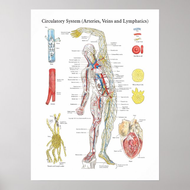 Anatomy Circulatory Chart Arteries Veins Lymphatic (Front)