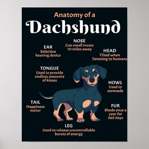 Anatomy Dachshund Poster