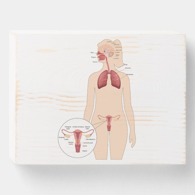 Anatomy female reproductive system and lungs wooden box sign (Front Horizontal)