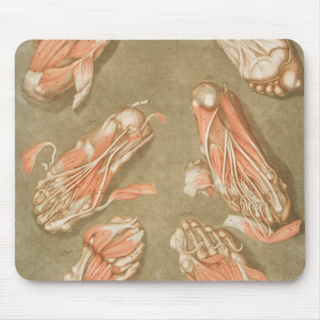ANATOMY FOOT ANATOMY FOOT MUSCLE ANATOMY BONES LIG MOUSE PAD (Front)