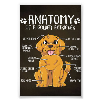 Anatomy Golden Retriever | Golden Retriever Lover Photo Print