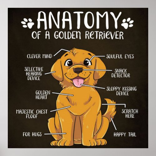 Anatomy Golden Retriever  Golden Retriever Lover  Poster