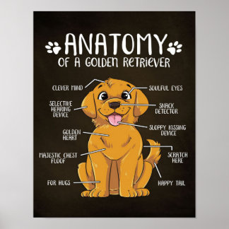 Anatomy Golden Retriever | Golden Retriever Lover Poster