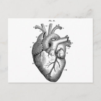 Anatomy-Heart-Images-Vintage Postcard