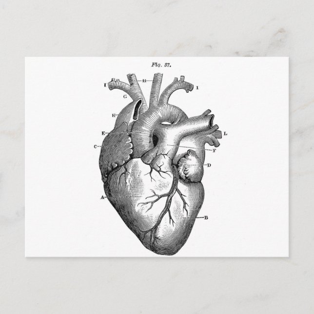 Anatomy-Heart-Images-Vintage Postcard (Front)