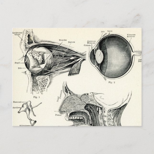 Anatomy - Human Senses Postcard (Front)