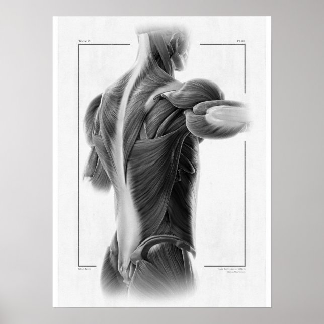 Anatomy In Motion Body Poster - 18 x 24 (Front)