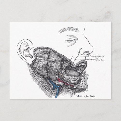 anatomy mouth postcard