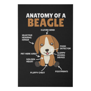 Anatomy Of A Beagle Cute Dogs Puppy Faux Canvas Print