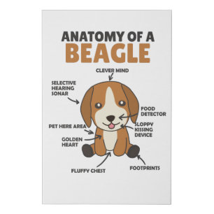 Anatomy Of A Beagle Cute Dogs Puppy Faux Canvas Print