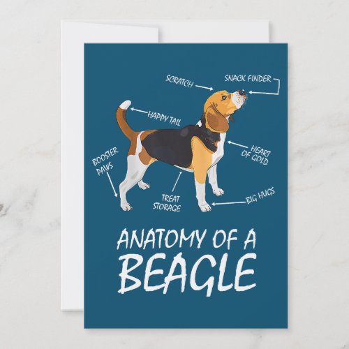 Anatomy Of A Beagle Dog Lovers