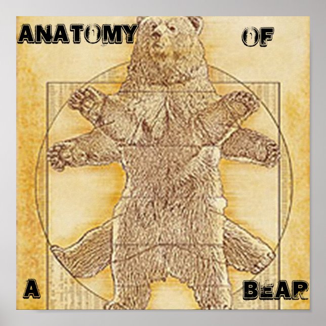Anatomy of a Bear Poster (Front)