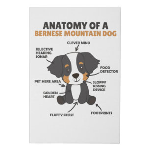 Anatomy Of A Bernese Mountain Dog Cute Dogs Puppy Faux Canvas Print