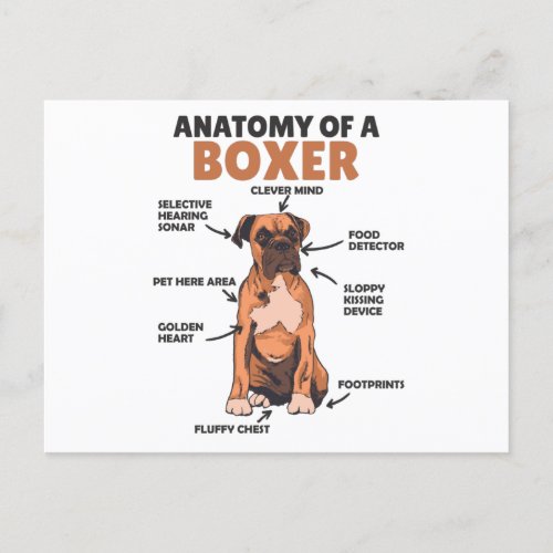 Anatomy Of A Boxer Sweet Dog Puppy Postcard