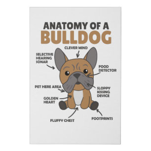 Anatomy Of A Bulldog Dogs Funny Puppy Faux Canvas Print