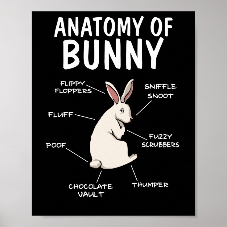 Anatomy of a Bunny Funny Rabbit Definition Poster Zazzle