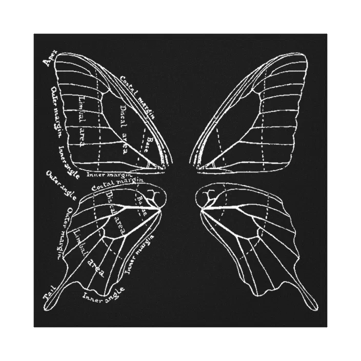 Anatomy Of A Butterfly Wing Vintage Diagram Canvas Print | Zazzle.com