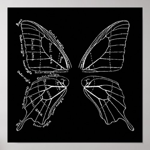 Anatomy Of A Butterfly Wing Vintage Diagram Poster