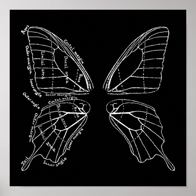 Anatomy Of A Butterfly Wing Vintage Diagram Poster (Front)
