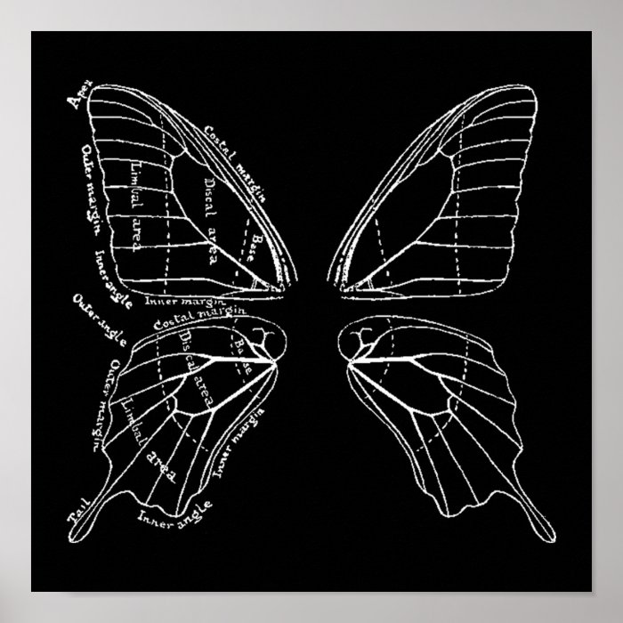 Download Anatomy Of A Butterfly Wing Vintage Diagram Poster | Zazzle
