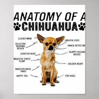 anatomy of a chihuahua dog animals lover owner man poster