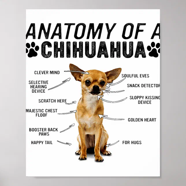 anatomy of a chihuahua dog animals lover owner man poster Zazzle