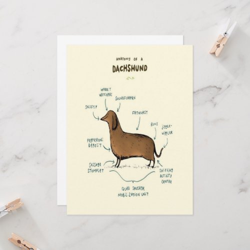 Anatomy Of A Dachshund  Dachshund Dog Lovers