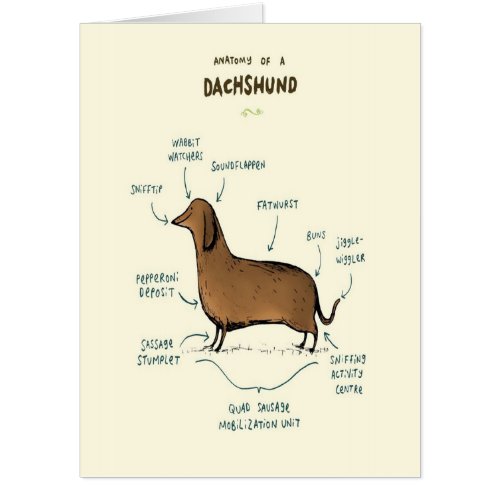 Anatomy Of A Dachshund  Dachshund Dog Lovers Card