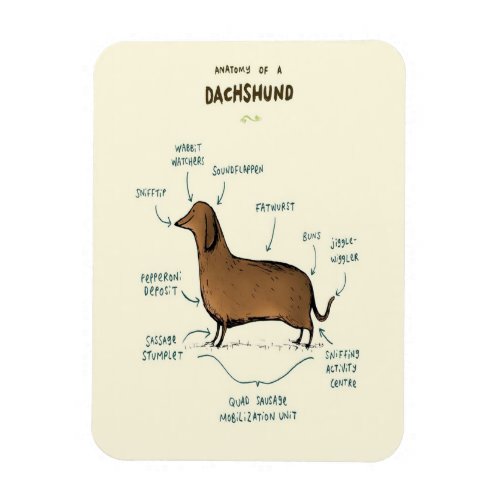 Anatomy Of A Dachshund  Dachshund Dog Lovers Magnet