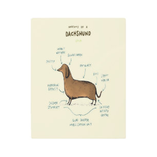 Anatomy Of A Dachshund   Dachshund Dog Lovers Metal Print