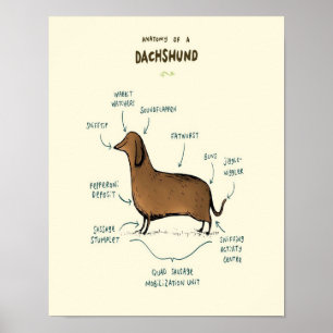 Anatomy Of A Dachshund Dachshund Dog Lovers Poster