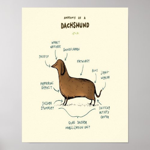 Anatomy Of A Dachshund  Dachshund Dog Lovers Poster