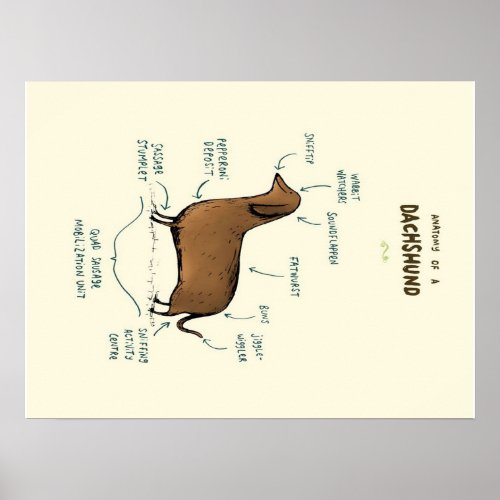 Anatomy Of A Dachshund  Dachshund Dog Lovers Poster