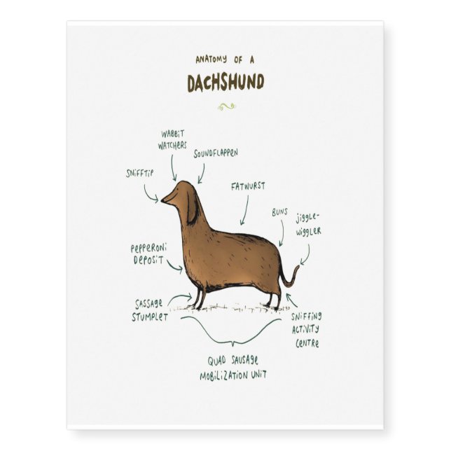 Anatomy Of A Dachshund | Dachshund Dog Lovers Temporary Tattoos (Front)