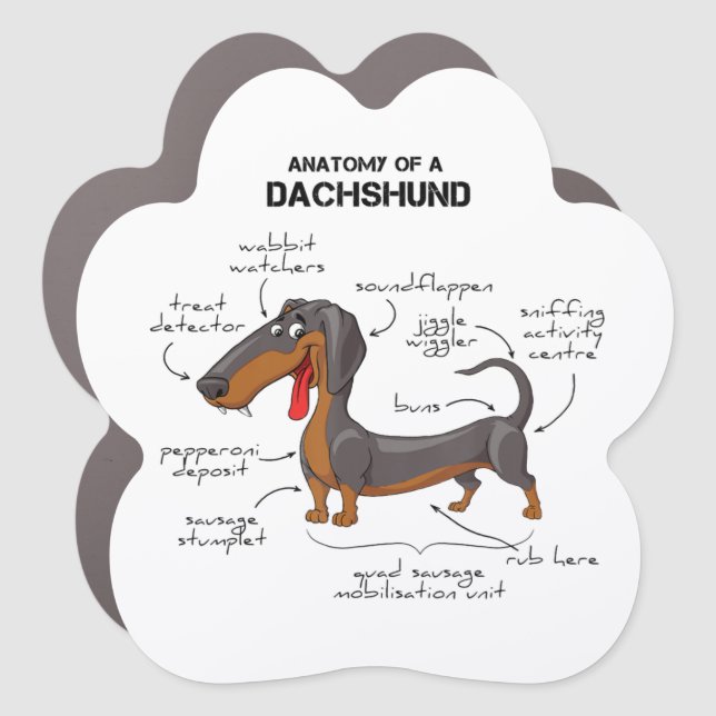 Anatomy Of A Dachshund - Funny Dog Car Magnet (Front)