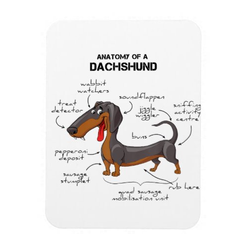 Anatomy Of A Dachshund _ Funny Dog Magnet
