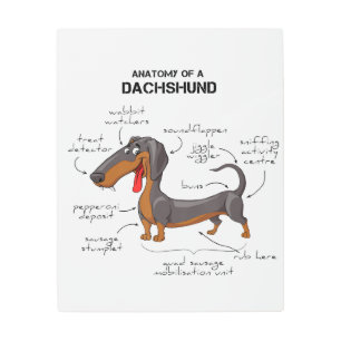 Anatomy Of A Dachshund - Funny Dog Metal Print