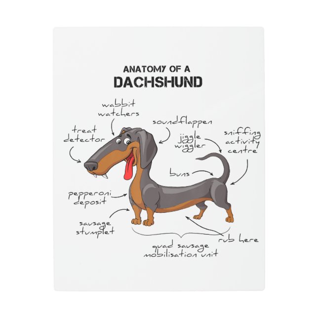 Anatomy Of A Dachshund - Funny Dog Metal Print (Front)