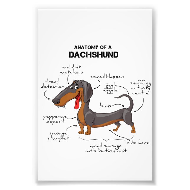 Anatomy Of A Dachshund - Funny Dog Photo Print (Front)
