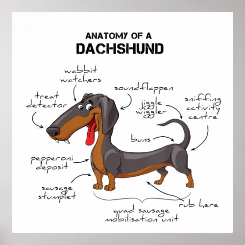 Anatomy Of A Dachshund _ Funny Dog Poster