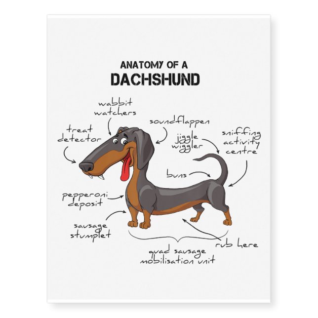 Anatomy Of A Dachshund - Funny Dog Temporary Tattoos (Front)
