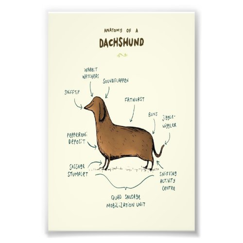 Anatomy of a Dachshund Photo Print